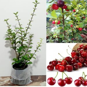 Sweet Cherry Seedling
