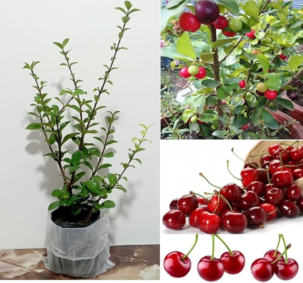Sweet Cherry Seedling