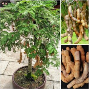Tamarind