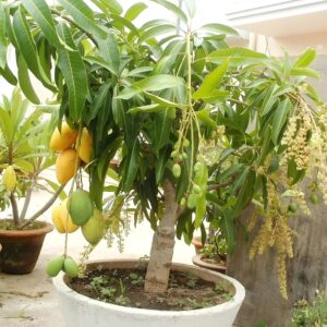Thai All Time Mango