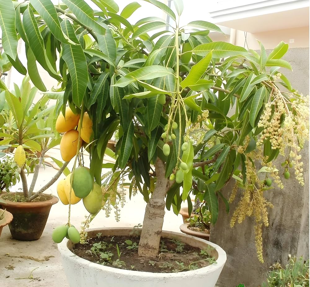 Thai All Time Mango