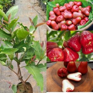 Water Apple - Red