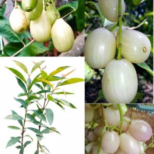 White Jamun (Vellai Nagam)