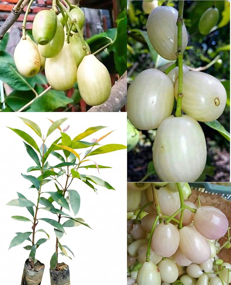 White Jamun (Vellai Nagam)