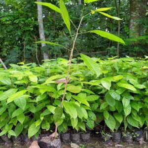 African Mahogany