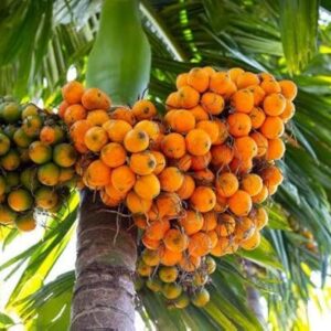 Areca Nut (Karuppu - Paakku)