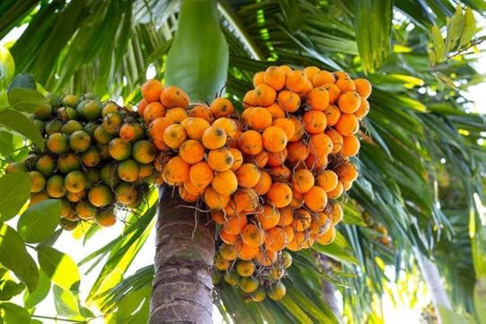 Areca Nut (Karuppu - Paakku)