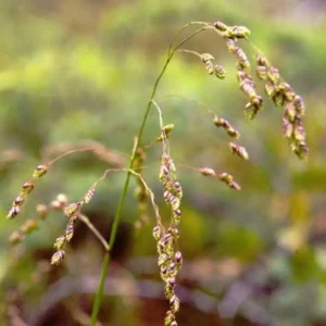 Glyceria