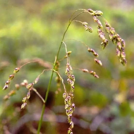 Glyceria