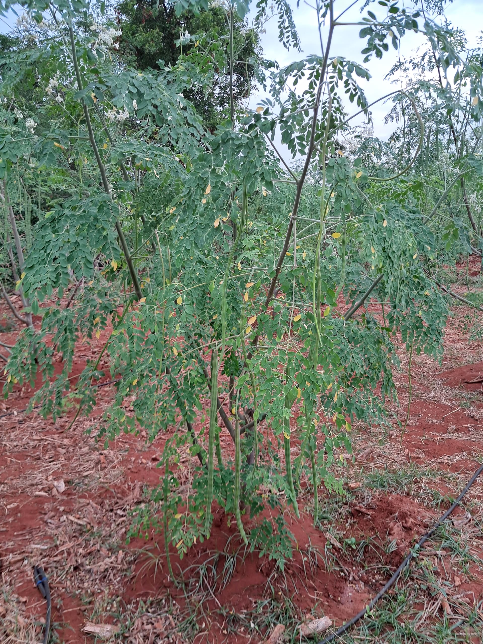 Karumbu Murungai