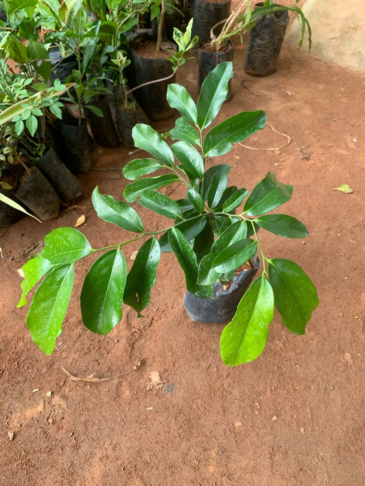 Karungali