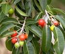 Mahilam Maram / Bullet Tree