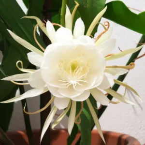 Ornamental Plants