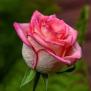 Pannor Rose