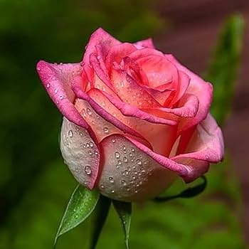 Pannor Rose