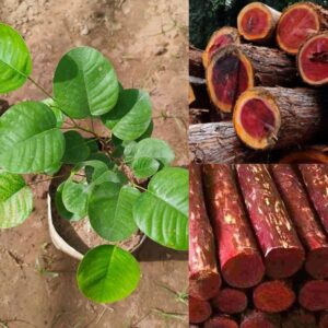 Timber Tree Plants