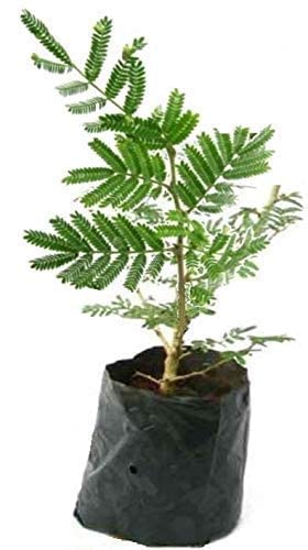 Vanni Tree