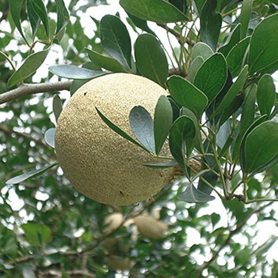 Vilva Maram