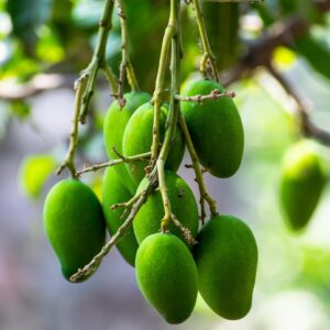Mango Fruits